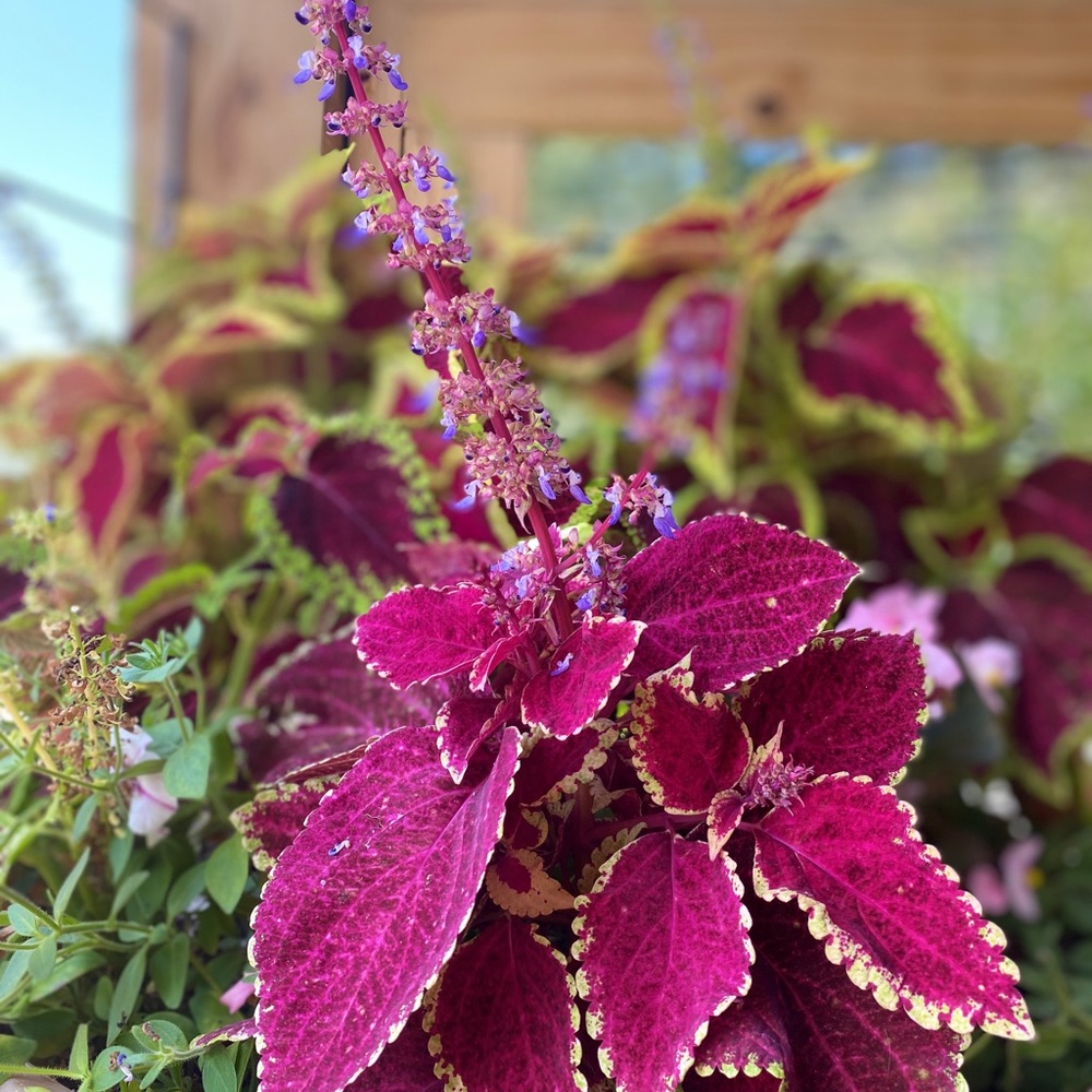 Meet your Posher, Macey